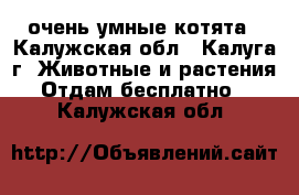 очень умные котята - Калужская обл., Калуга г. Животные и растения » Отдам бесплатно   . Калужская обл.